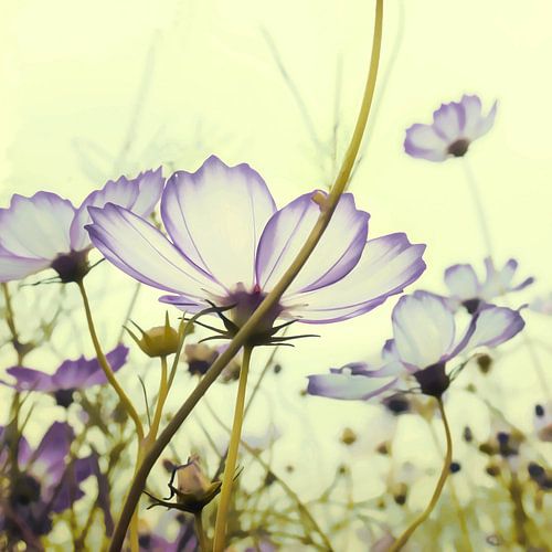 TEDERE ZACHTE BLOESEMS-B