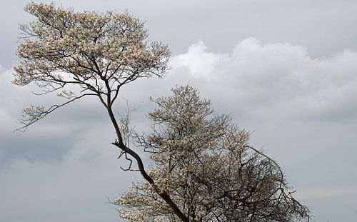 witte bloei in de wolken in nationaal park Drents Friese Wold
