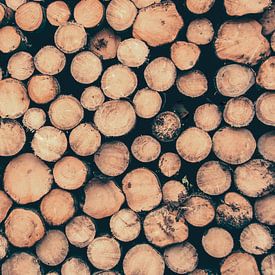 Cut wood by Rüdiger Rohmann