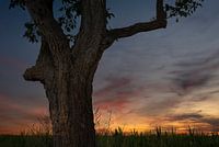 Tree and sunset