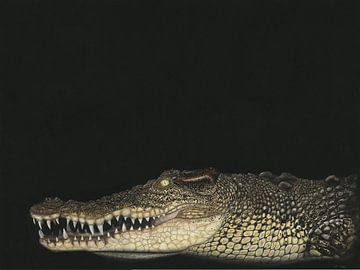 Zoutwaterkrokodil, Crocodylus porosus van Helga Pohlen - ThingArt