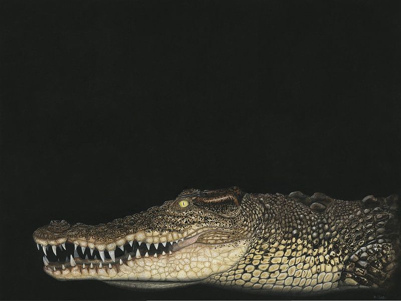 Leistenkrokodil, Crocodylus porosus von Helga Pohlen - ThingArt