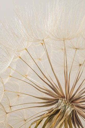 Natuurlijke kleuren: De pluizenbol van een Tragopogon