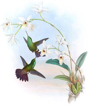 Green-belde Amazili, John Gould van Hummingbirds