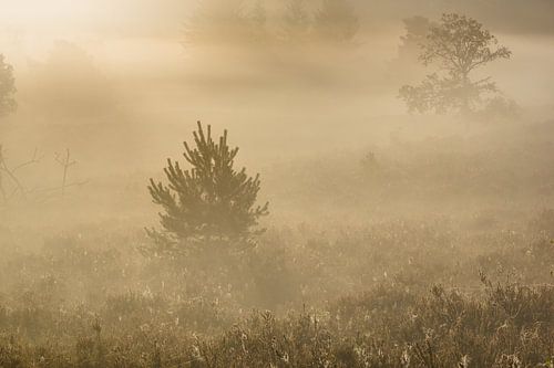verborgen op de heide
