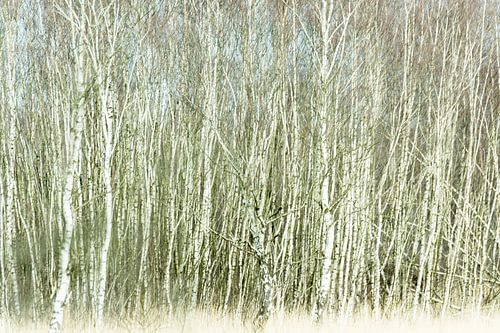 Berkenbomen met beweging