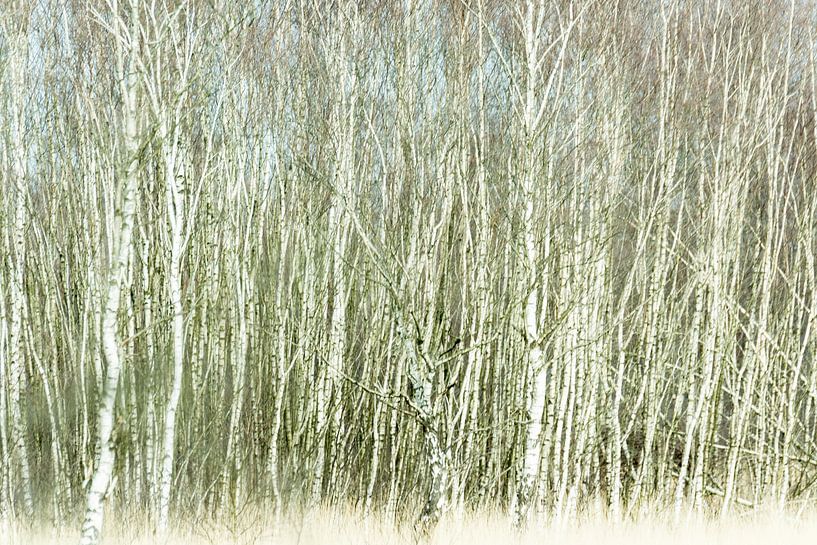 Berkenbomen met beweging van Nanda Bussers