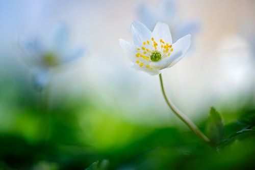 Wood anemone by Robert van Hall