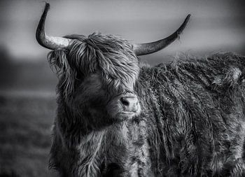 hooglander zwart wit