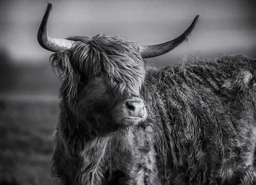 hooglander zwart wit