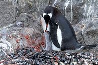 Penguin with chick by Angelika Stern thumbnail