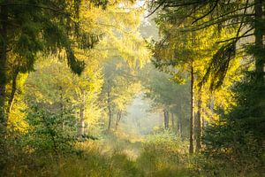 Ein nebliger, fast geisterhafter Pfad im Wald