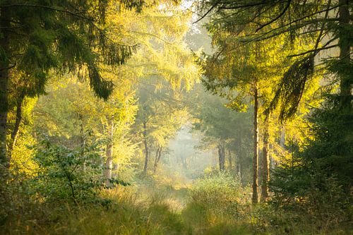 A misty almost ghostly path in the forest