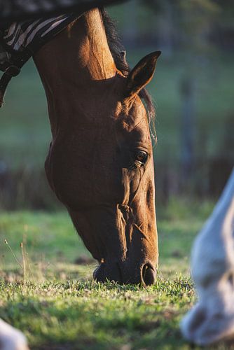 Diamond Head: Een Natuurlijk Juweel aan de Australische Kust