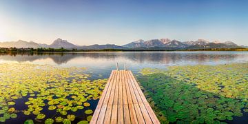 Water lilies on Lake Hopfensee in Bavaria