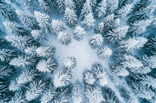 Winterbos luchtfoto