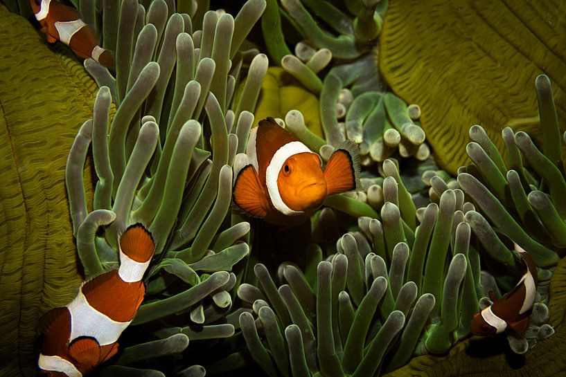 Nemo, L'île de Sipadan en Malaisie par Travel Tips and Stories