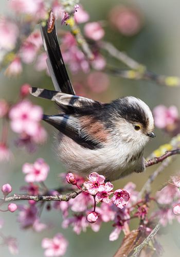 Staartmees in voorjaarsstemming