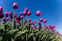 Lila Tulpen