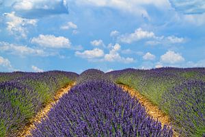 Blühender Lavendel in der Provence an einem Sommertag