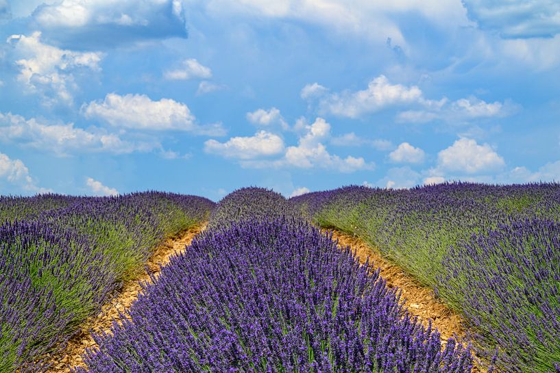 Lavande en fleurs en Provence lors d'une journée d'été par Sjoerd van der Wal Photographie