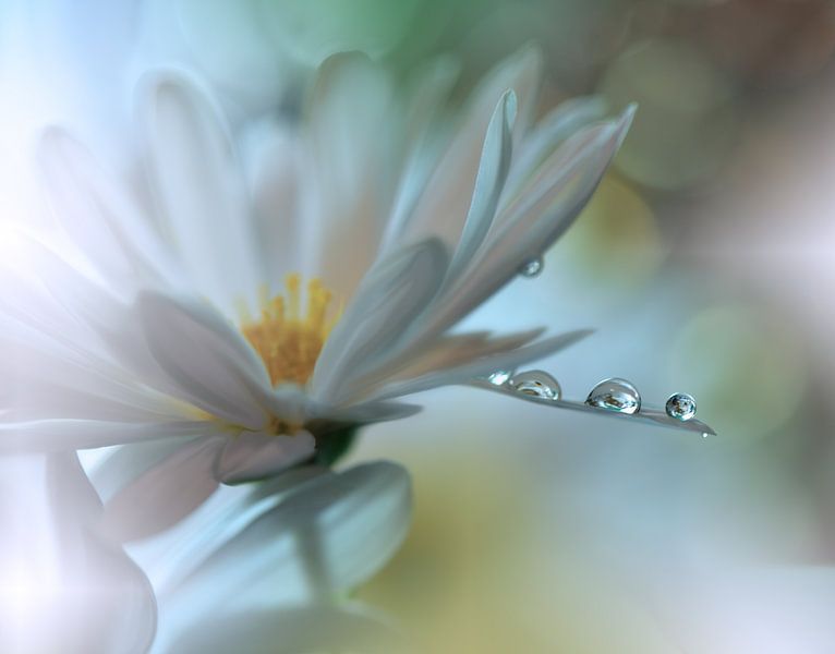 Light touch ..., Juliana Nan von 1x