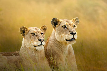 Lionesses on the lookout