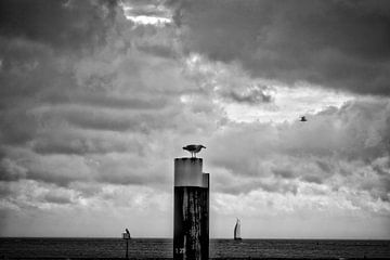 Gull at Meerpaal by Shutter Dreams