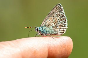 Blauwe vlinder zittend op een vinger