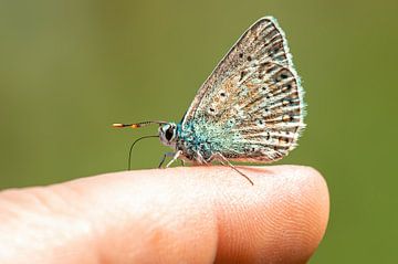 Blauer Schmetterling sitzt auf einem Finger von Mario Plechaty Photography