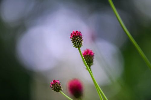 sanguisorba officinalis