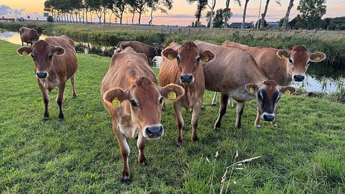 Curious cows in the meadow by Plus Passie