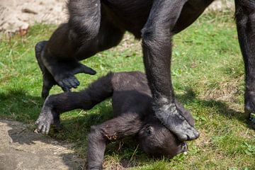 Jonge gorilla die onder de voet gelopen wordt van Joost Adriaanse