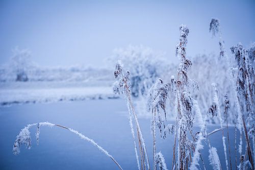 Winterlandschap Friesland.