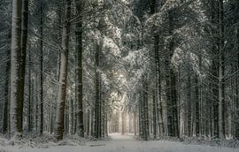 Le silence de la forêt blanche sur Bas Handels