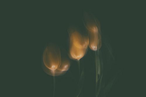 Tulipes sur Kitty Stevens