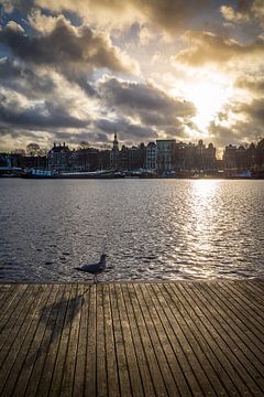 A seagull in the sunlight in front of the montelbaantoren in amsterdam