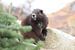 Vancouver Island Marmot, Marmota vancouverensis,Mount Washington, in the natural habitat, Vancouver  von Frank Fichtmüller