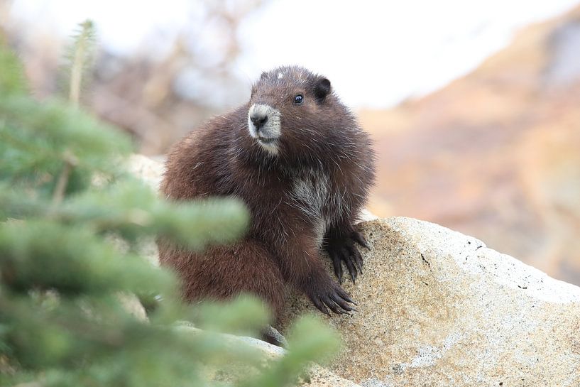 Vancouver Island Marmot, Marmota vancouverensis,Mount Washington, in the natural habitat, Vancouver  by Frank Fichtmüller