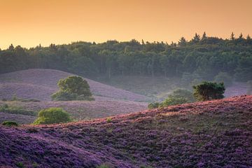Purple hills by Richard Guijt Photography