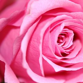 Liefde is met rozen van Alfred Benjamins