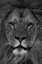 Leeuw: close-up van een leeuwen kop zwart-wit van Marjolein van Middelkoop thumbnail