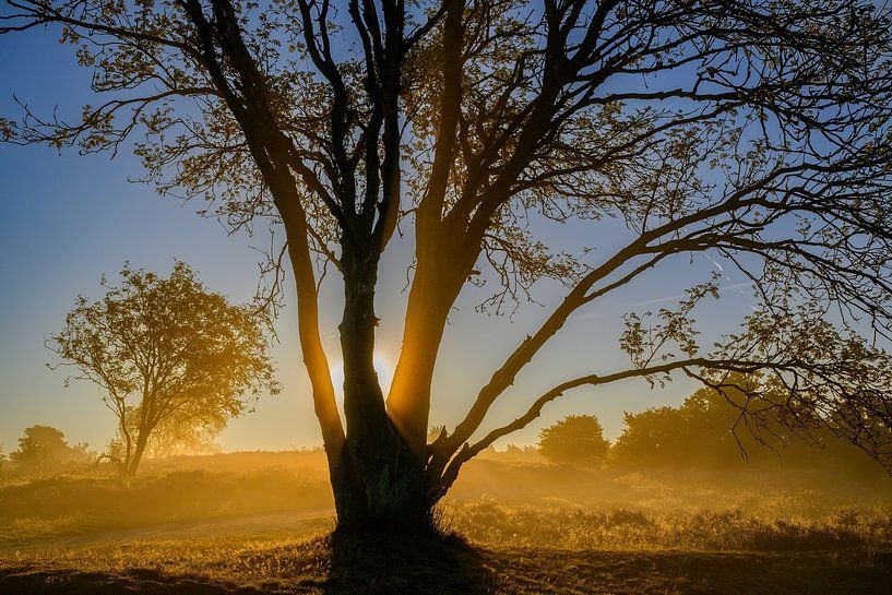 Lever de soleil sur un paysage de bruyère par Sjoerd van der Wal Photographie