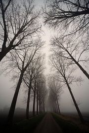 Krabbedijk in de mist