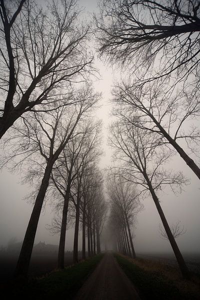 Krabbedijk in de mist van Mario de Lijser