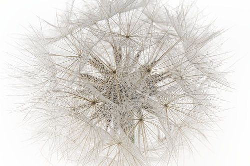 Morgenster met kleine waterdruppeltjes