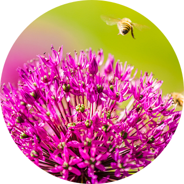 Close-up van Martijn Kort