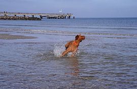 Wasserspiele an der Ostsee mit einem Magyar Vizsla.