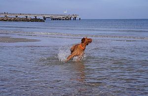 Wasserspiele an der Ostsee mit einem Magyar Vizsla.