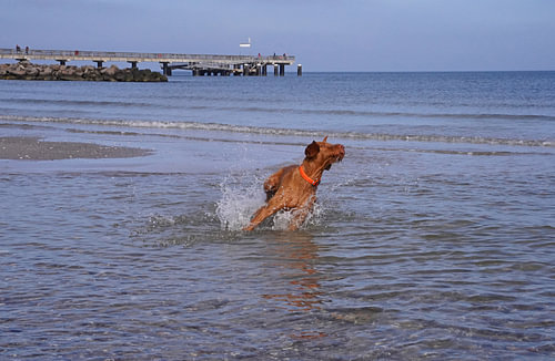 Waterspelletjes aan de Baltische Zee met een Magyar Vizsla.